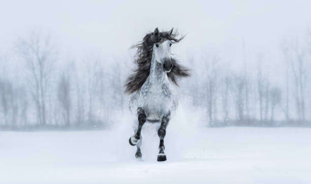 istock Winter cloudy landscape and runnig grey long-maned Andalusian stallion. 910536368