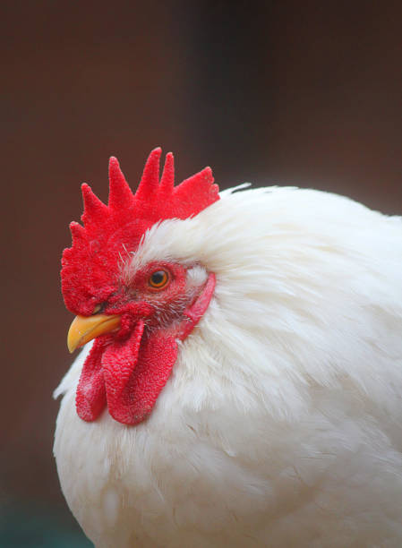 istock close up of a white rooster 910536502