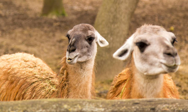 istock Portrait of a llama in a zoo 910538580