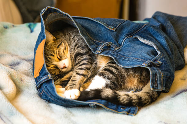 urocza kotek śpiący w czyimś niebieskim dżinsach na łóżku - white domestic cat kitten young animal zdjęcia i obrazy z banku zdjęć