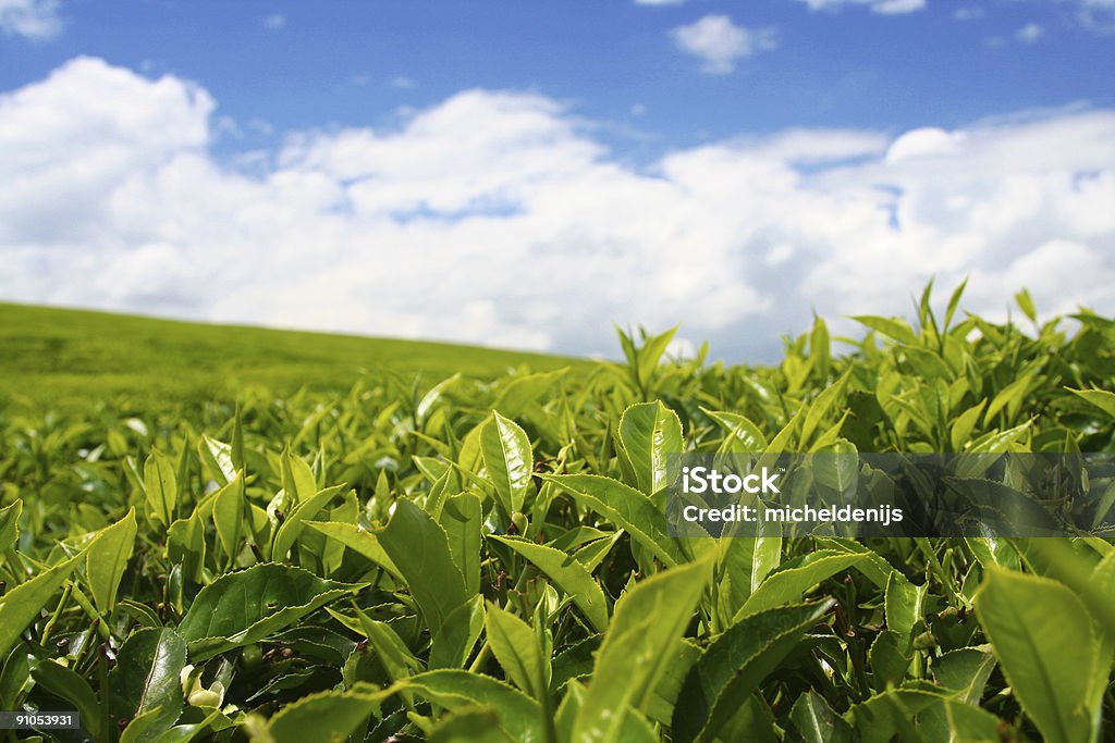 Plantación de té - Foto de stock de Kenia libre de derechos