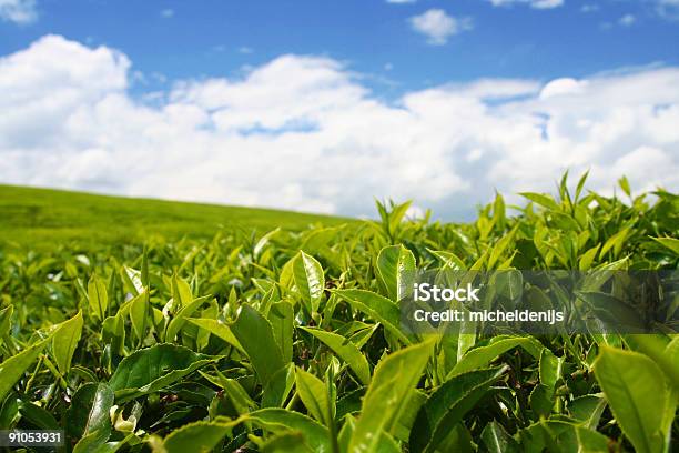 Photo libre de droit de Plantation De Thé banque d'images et plus d'images libres de droit de Culture du thé - Culture du thé, Kenya, Plantation