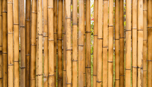 istock A fence made of bamboo as a background 910539794