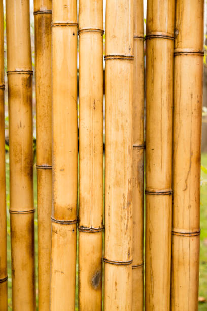 istock A fence made of bamboo as a background 910539830
