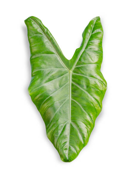 istock green leaf isolated on white background. File contains a clipping path. 910539928