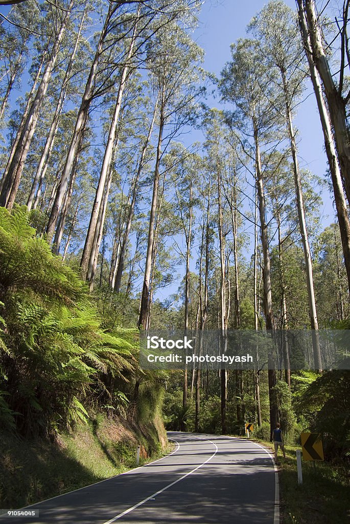 Große Eucalypt Regenwald an road - Lizenzfrei Australien Stock-Foto