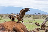 gruppo-di-avvoltoi-su-un-elefante-morto.jpg?b=1&s=170x170&k=20&c=uCYHhBDaE05WGJvyF3Kyps2CqT7eIC_0ovjS5cSfSj8=