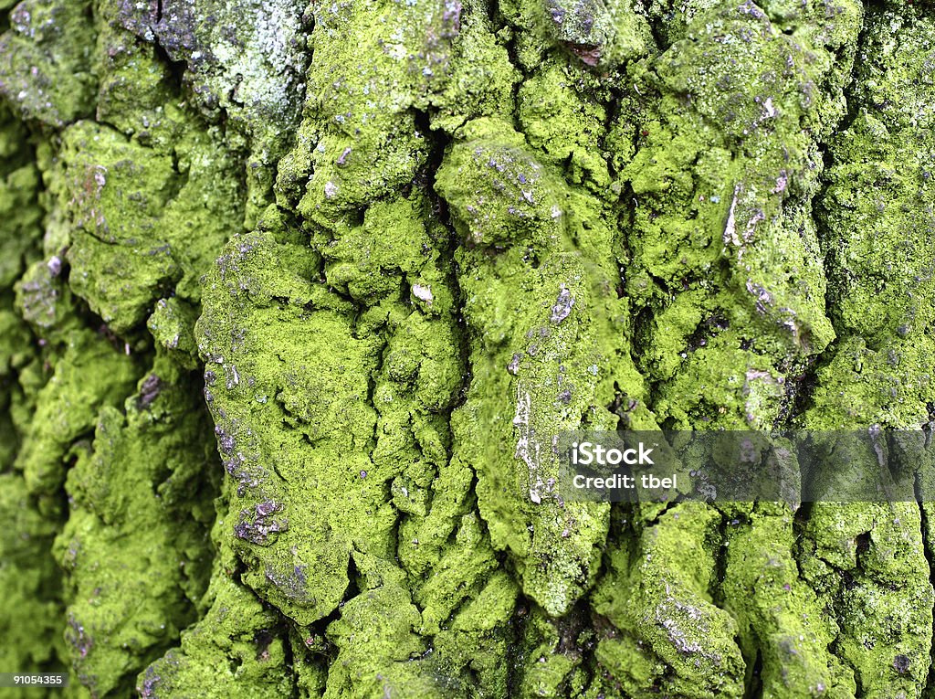 Casca de Árvore e moss - Royalty-free Abstrato Foto de stock