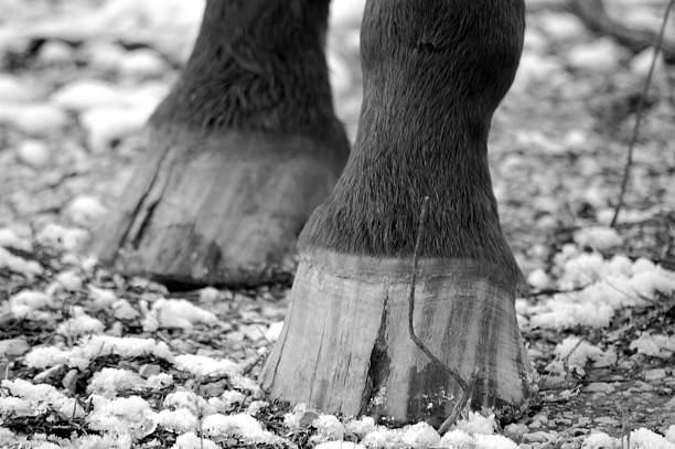 Close up shot of a horses hoofs and tail as it kicks up sand as it moves along the beach.