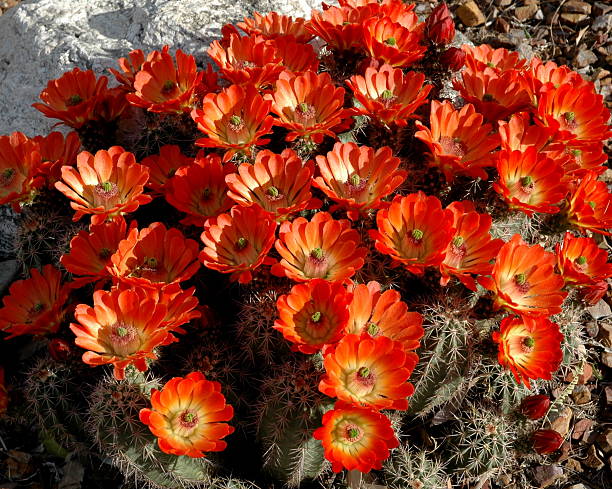 flores del desierto - cactus spine fotografías e imágenes de stock