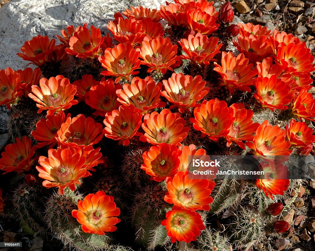 Fleurs du désert - Photo de Arizona libre de droits