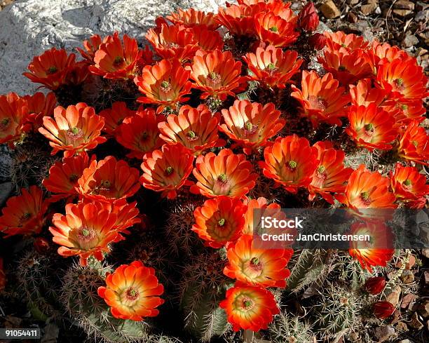 Foto de Flores Do Deserto e mais fotos de stock de Arizona - Arizona, Flor, Animal selvagem