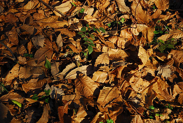 Autumn Leaves stock photo