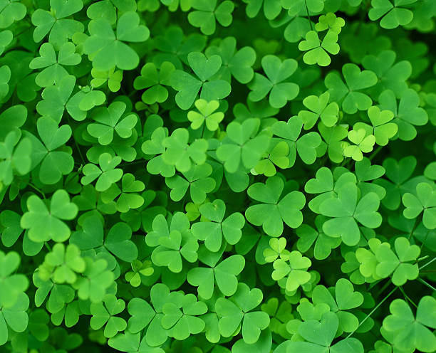 istock Collection of clover leafs in a field 91054605