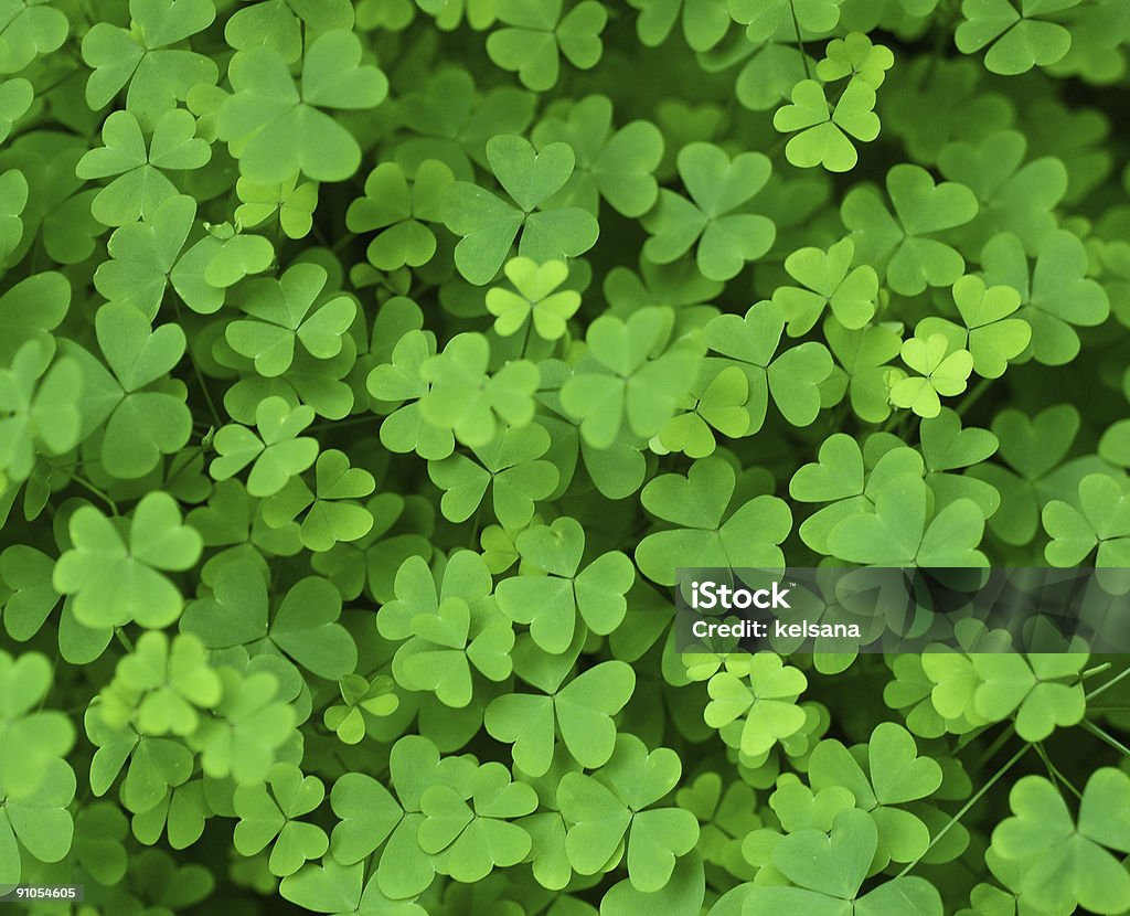 Collection of clover leafs in a field Taken with a Nikon macro prime lens. Clover Stock Photo
