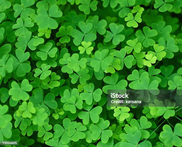 Collection Of Clover Leafs In A Field Stock Photo - Download Image Now - Clover, Color Image, Directly Above