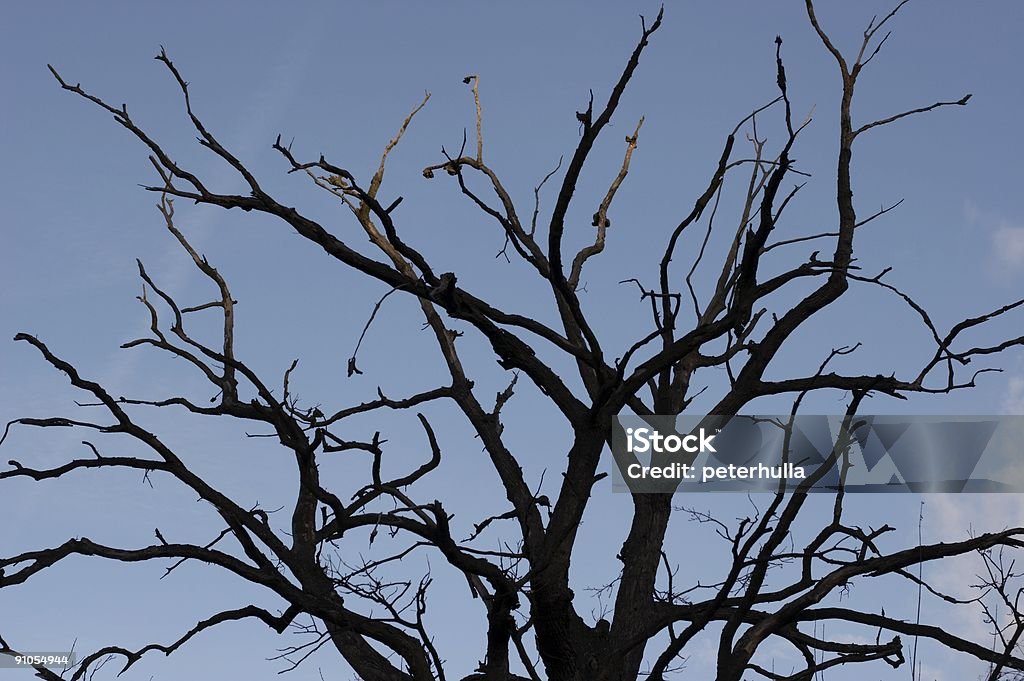 Branches - Photo de Arbre libre de droits