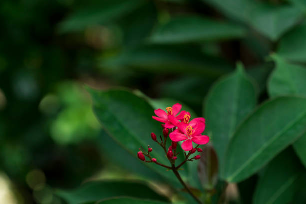 istock Red flowers with green leaf. flower background. Blooming Jatropha. 910549990