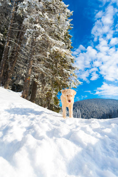 istock Cute dog in the snow 910550094