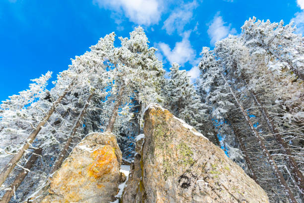 View on the top of the Mount Utuya. Winter forest landscape in Altay Mountains. Siberia, Kemerovo region, Sheregesh ski resort, March 2018.