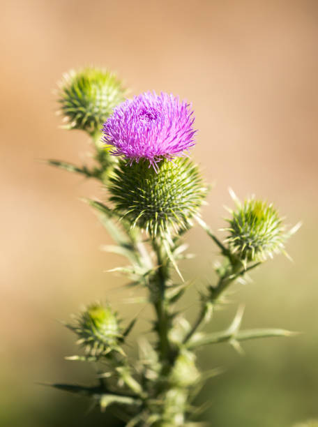 istock Purple flower in a park 910551144