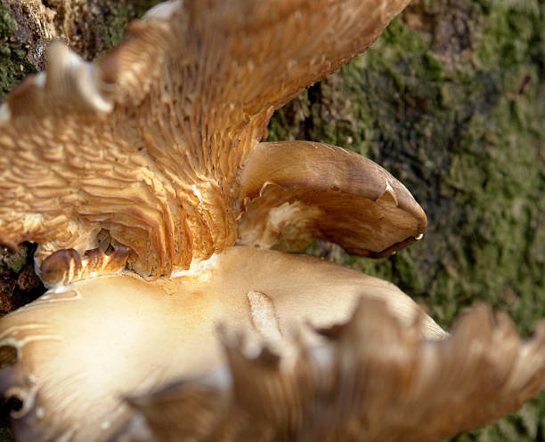 mushroom on tree closeup abstract detail photography showing a mushroom on bark sponger stock pictures, royalty-free photos & images