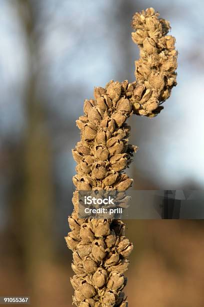 Withereddetail Im Herbst Stockfoto und mehr Bilder von Abgestorbene Pflanze - Abgestorbene Pflanze, Ausgedörrt, Baumblüte