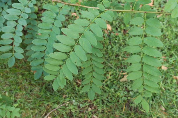 istock Compound leaves of black locust on the branch 910555870