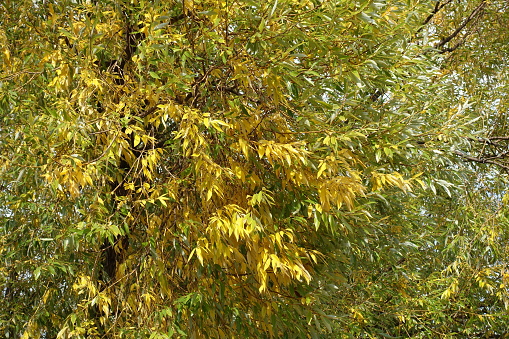 Multicolored autumnal foliage of white willow tree