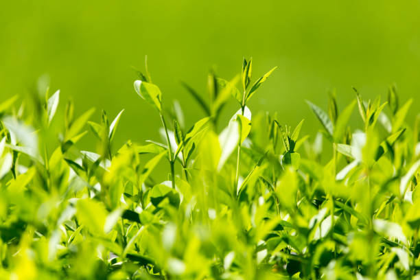 istock Green leaves on the plant 910556298