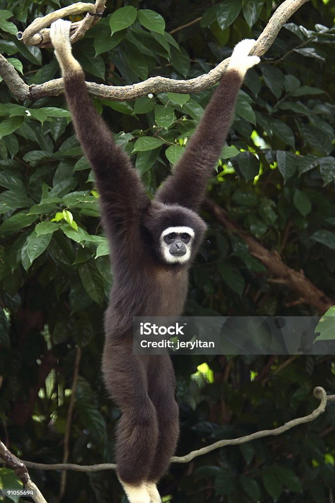 wildlife - Lizenzfrei Hängen Stock-Foto