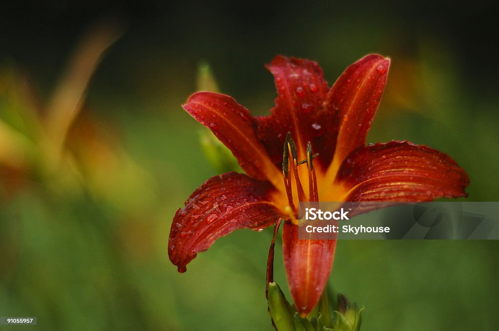 Czerwony Kwiat z Kenia, RPA - Zbiór zdjęć royalty-free (Kenia)