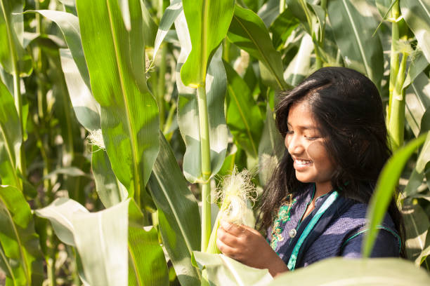 istock Indian girl walks through field of corn. 910559694