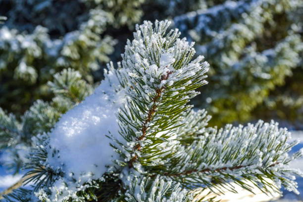 istock Winter background, trees in the snow 910559956