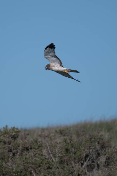 istock Bottom View of Female Northern Harrier Flying/In Flight 910564148