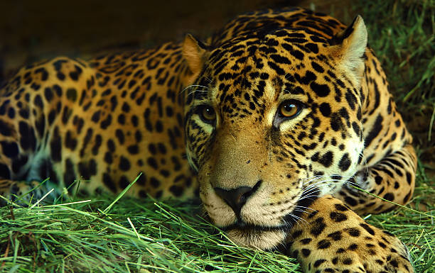 istock Eye of the Jaguar 91056610