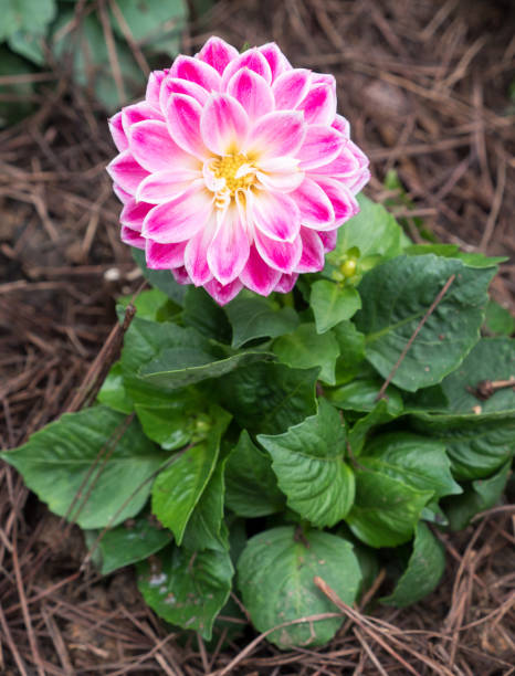 istock Fresh blooming of the pink Dahlia. 910566666