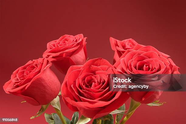 Photo libre de droit de Cinq Bouquet De Roses banque d'images et plus d'images libres de droit de Amour - Amour, Anniversaire d'un évènement, Beauté