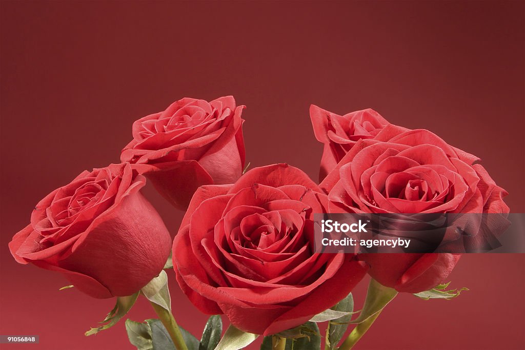 Bukiet z pięciu róż - Zbiór zdjęć royalty-free (Bez ludzi)