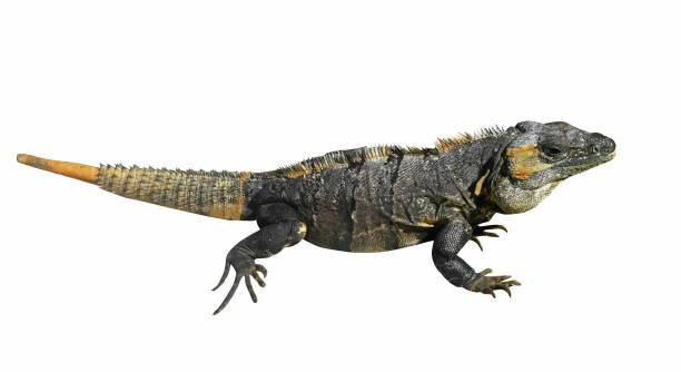 istock Portrait of big lizard on white 910571710