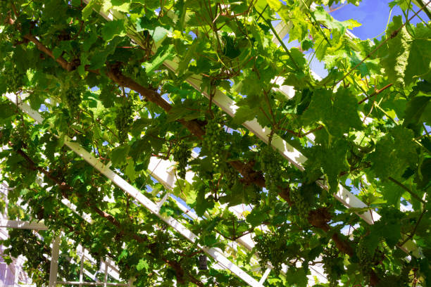 istock Bunches of green grapes maturing on a vine 910572242