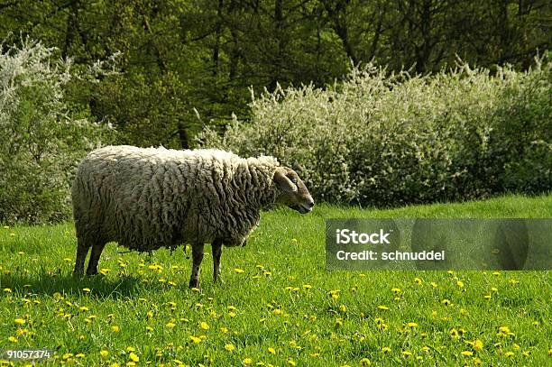 羊の春 - 1人のストックフォトや画像を多数ご用意 - 1人, カラー画像, シンプル