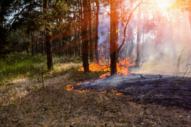 istock Forest fire burning, Wildfire close up at day time. 910574830