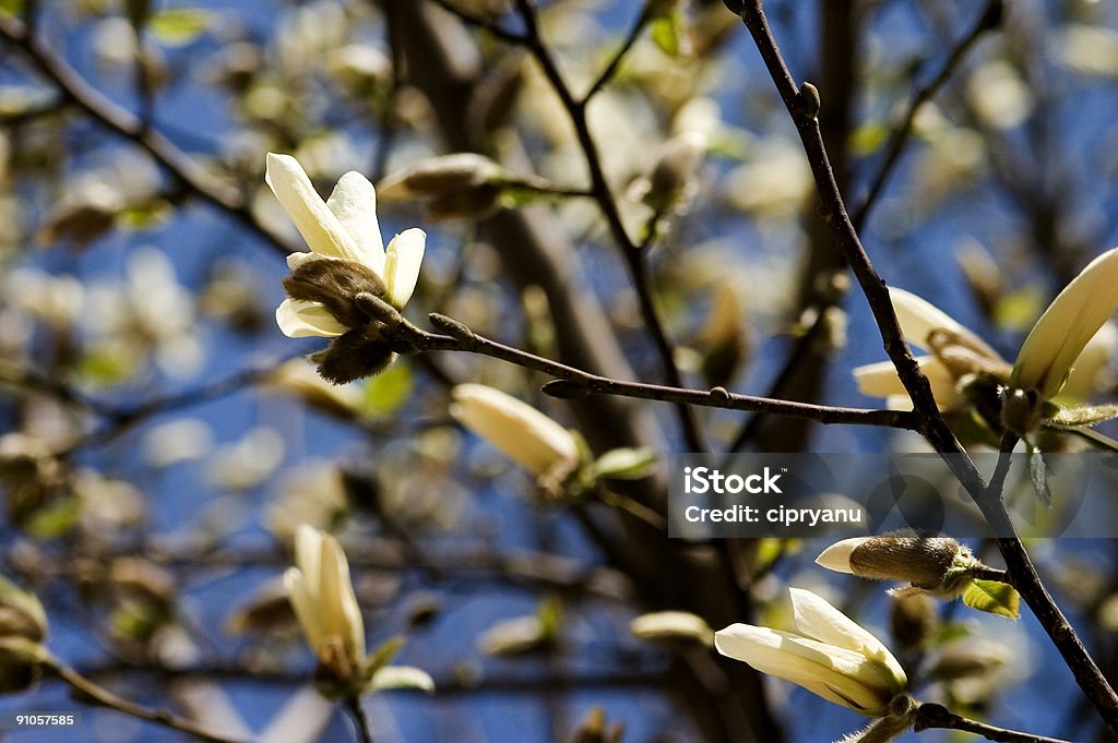 Branco Magnólia - Royalty-free Alegria Foto de stock