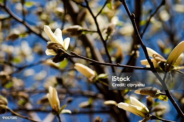 Branco Magnólia - Fotografias de stock e mais imagens de Alegria - Alegria, Ao Ar Livre, Beleza