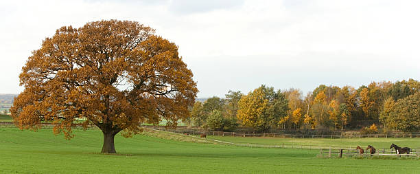 istock Three horses on pasture and big oak tree in autumn 91057769
