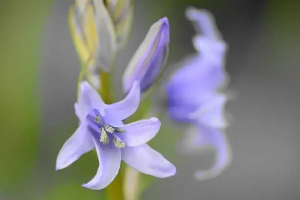 Colorsplash of bluebells in bloom