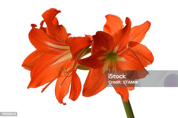 Giglio - Fotografie stock e altre immagini di A forma di stella - A forma di stella, Amore, Arancione