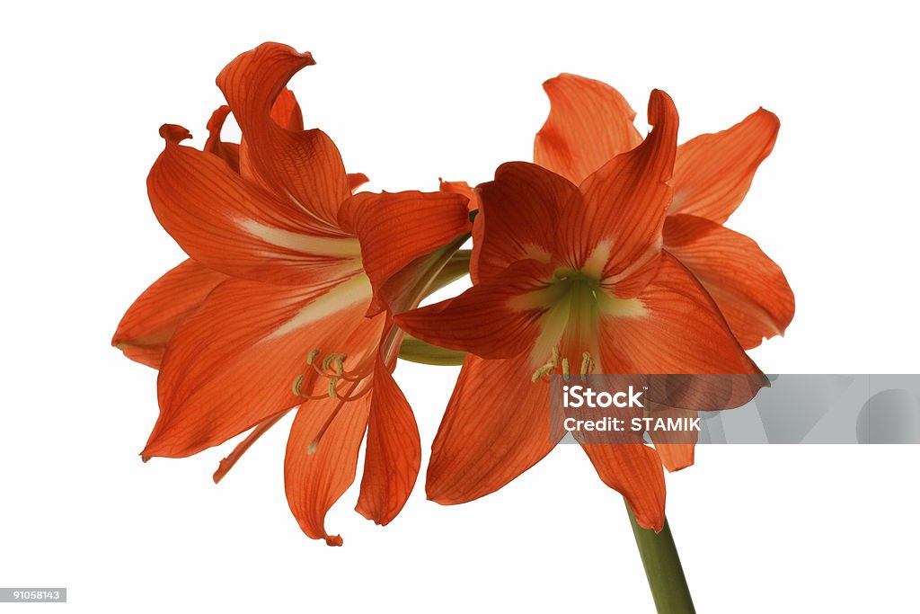 Lily - Foto de stock de Amor royalty-free