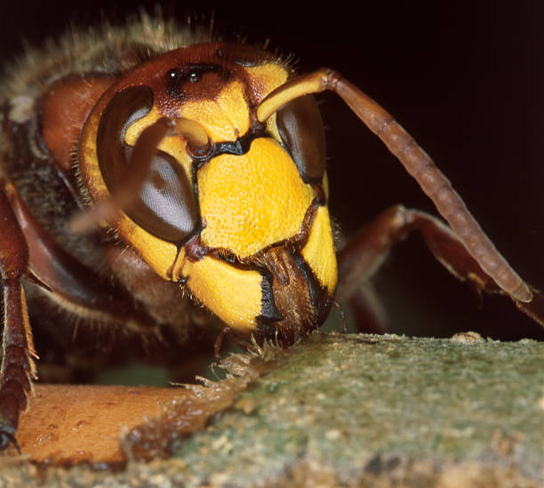 istock European Hornet 91058194